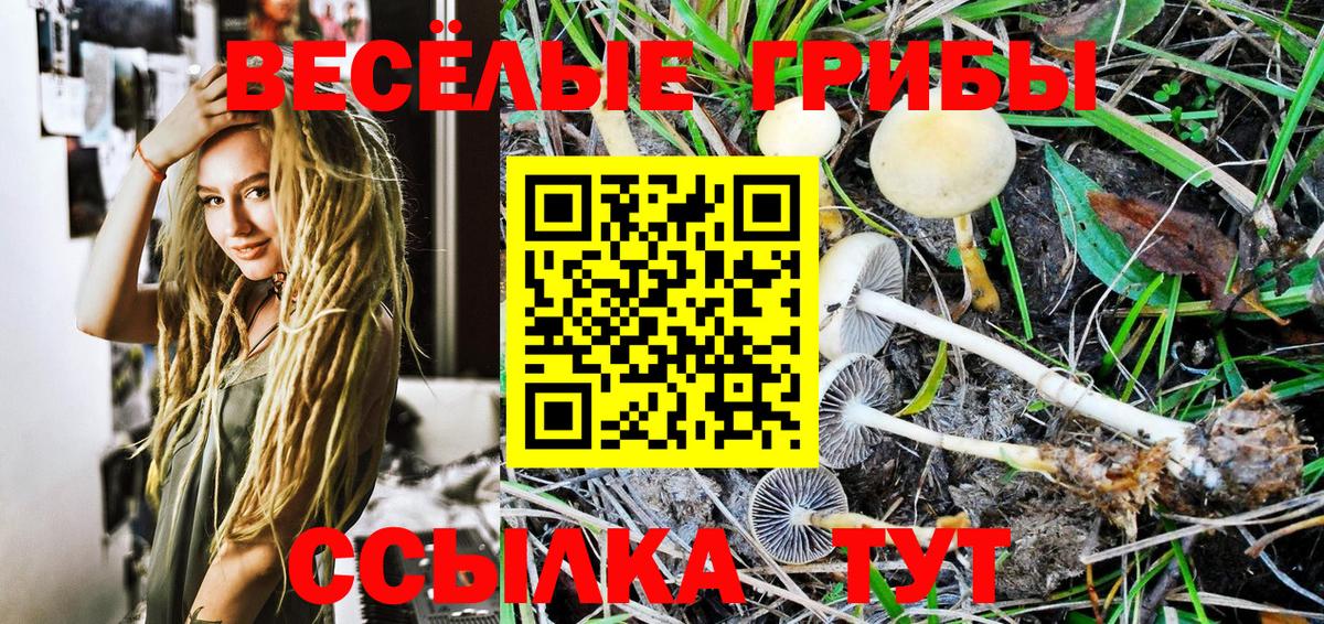 Псилоцибиновые грибы Psilocybe Реутов